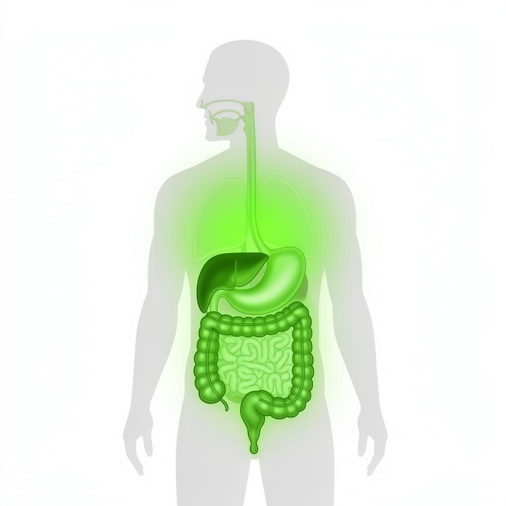 Diagram of digestive system being cleansed by ParaMD